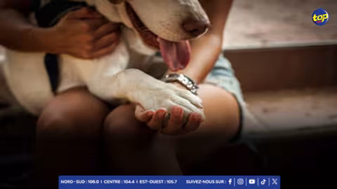 Création d’un comité consultatif pour les droits des animaux : des activistes réclament leur inclusion dans la réforme des législations à Maurice