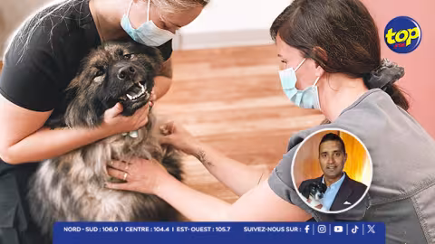 Micro-puces pour chiens : la MSAW propose un service à domicile pour minimiser les files d’attente et le stress des chiens