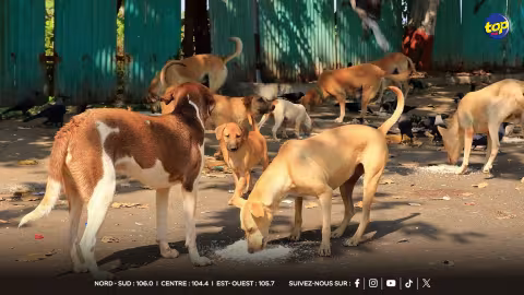 Gestion des chiens errants : l’International Animal Welfare and Protection Coalition dénonce l’inaction des autorités et réclame une réforme de la MSAW