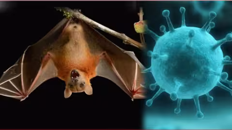 Une autre épidémie mortelle du virus Nipah sème la terreur en Inde