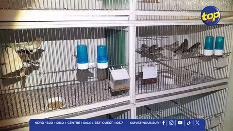 Trafic illégal d’oiseaux entre Maurice et La Réunion : un réseau démantelé, six personnes arrêtées
