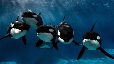 Des requins intelligents attaquent en groupe et coulent trois voiliers