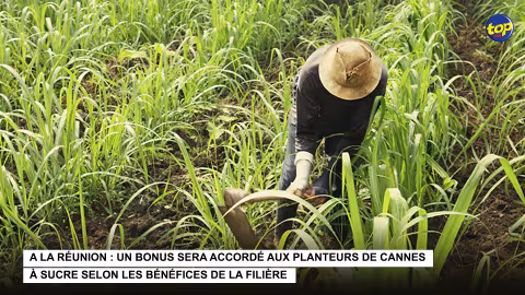 A La Réunion : un bonus sera accordé aux planteurs de cannes à sucre selon les bénéfices de la filière
