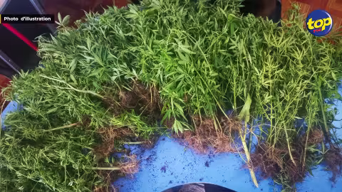 Plus de 1000 plantes de cannabis déracinés lors de 3 opérations policières hier