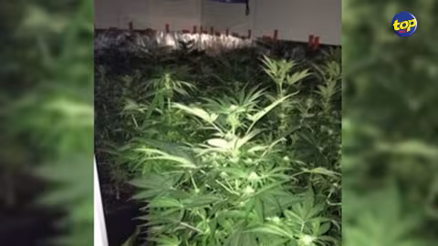 Cannabis : Un nouveau trafic inter-îles démantelé à La Réunion
