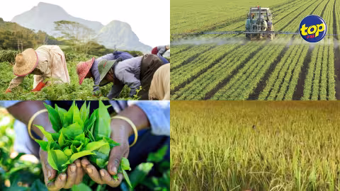 Afin de réduire notre dépendance sur l’importation : Le budget fait la part belle à l’agro-industrie pour assurer la sécurité alimentaire