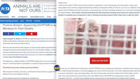 Exportation de singes : Les associations qui défendent la cause animale à l’échelle mondiale font tous campagne contre Egyptair qui aurait récemment expédié environ 500 macaques à longue queue de Maurice à l’aéroport international John F. Kennedy