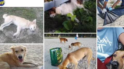 Une dizaine de chiens empoisonnés retrouvés sur la plage de Flic-en-Flac : Une semaine après, les militants des droits des animaux recherchent toujours le(s) coupable(s)