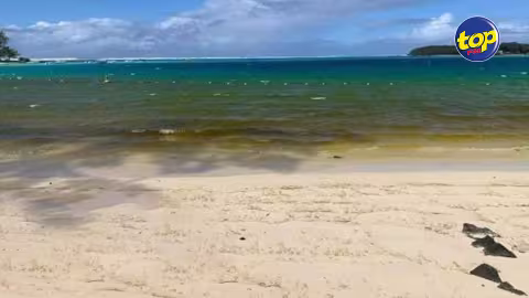 A Blue Bay : Pas d’huile du Wakashio dans le lagon mais une perte de pigmentation des algues selon les autorités
