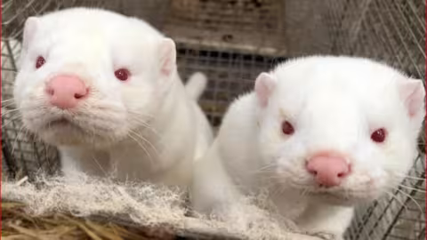 Le Danemark va déterrer quatre millions de visons qui étaient porteurs d’un coronavirus muté