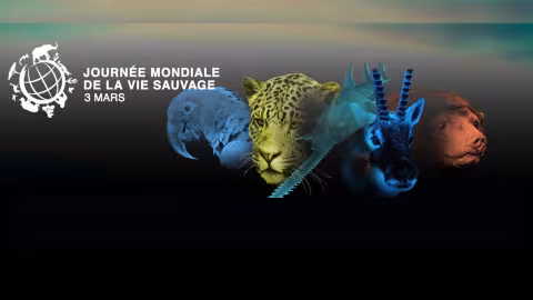 Journée mondiale de la vie sauvage